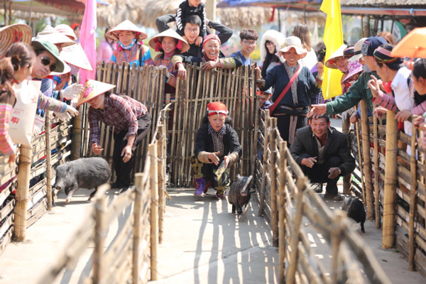 Ngắm hoa đỗ quyên nở rộ trên dãy Hoàng Liên Sơn dịp nghỉ lễ