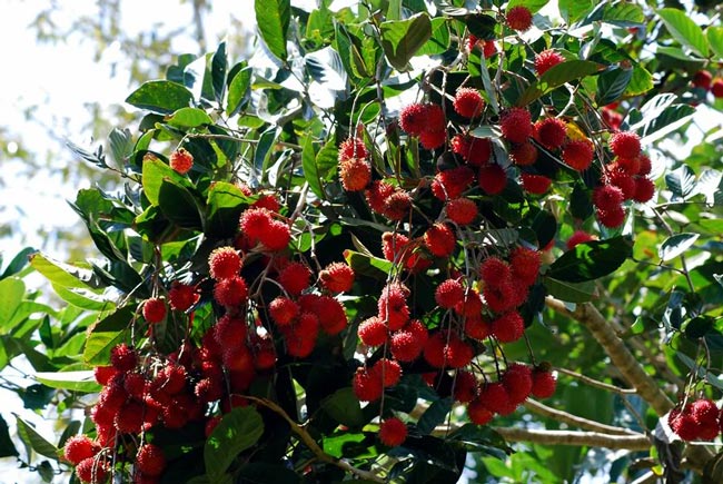 12 miệt vườn trái cây miền Tây nổi tiếng nhất kèm địa chỉ chi tiết