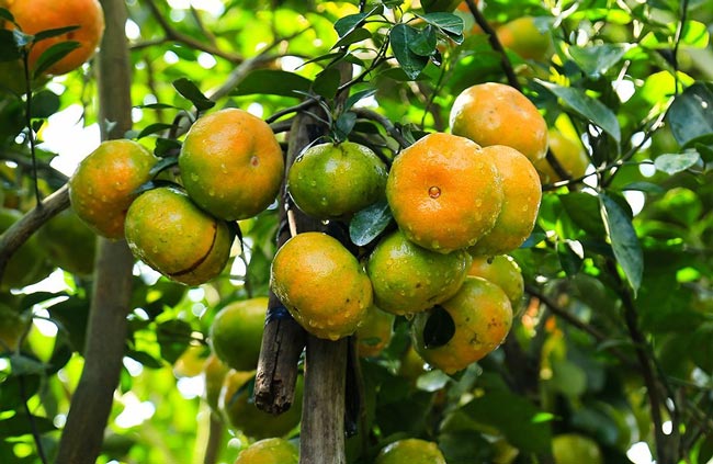 12 miệt vườn trái cây miền Tây nổi tiếng nhất kèm địa chỉ chi tiết