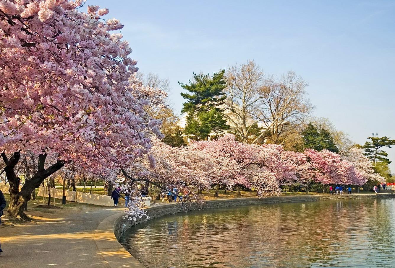 Con đường ngắm Hoa anh đào tại Washington D.C