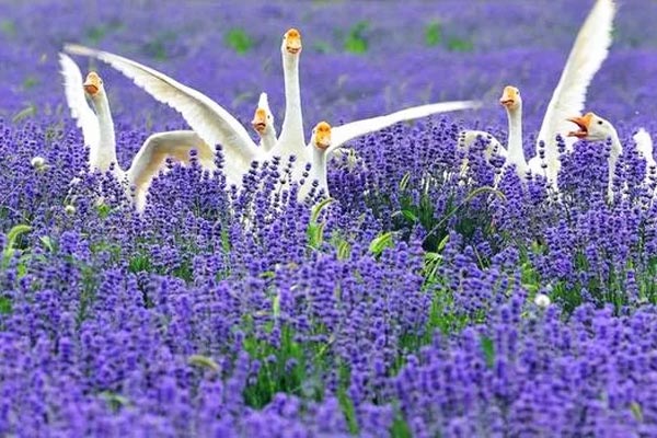 Sắc tím oải hương ở Tân Cương, Trung Quốc
