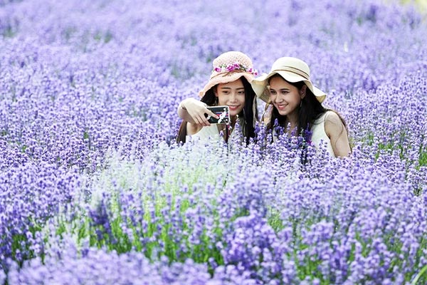 Sắc tím oải hương ở Tân Cương, Trung Quốc