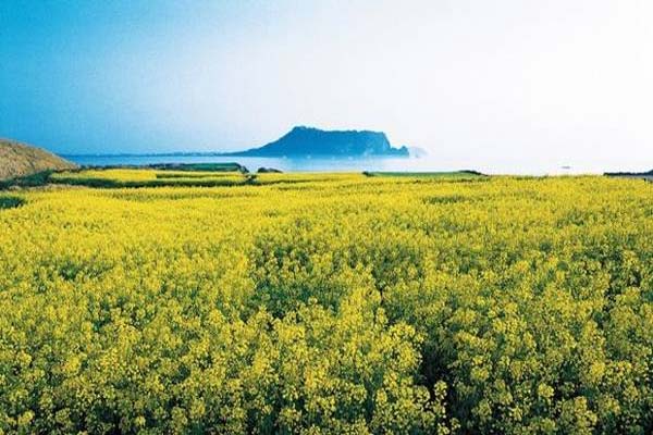 Du lịch đảo Jeju – điểm đến ‘đốn tim’ mọi tín đồ phim Hàn