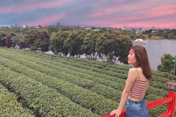 Hướng dẫn đường đi Long Đỉnh Organic Tea Lâm Đồng