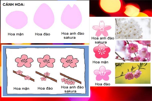 6 CÁCH PHÂN BIỆT HOA ĐÀO, HOA MẬN VÀ HOA ANH ĐÀO TẠI NHẬT BẢN