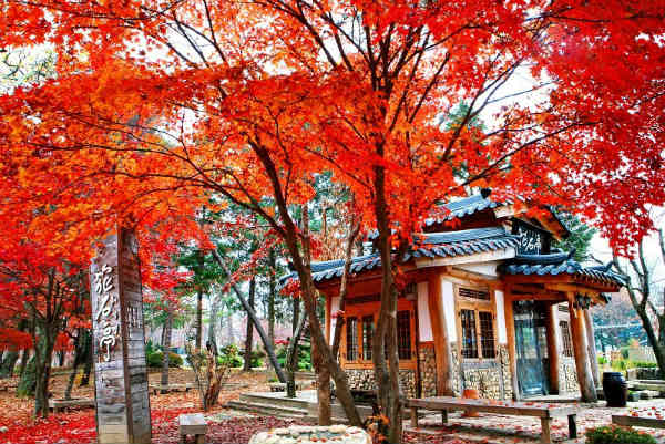 Ngắm Hàn Quốc mùa thu lá đỏ tuyệt đẹp và đầy lãng mạn
