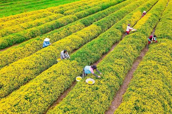 Cánh đồng cúc chi nở rộ ở Hưng Yên