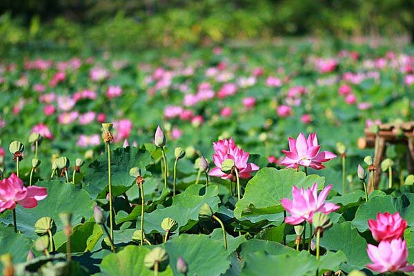 Cánh đồng sen 5 ha nở rộ giữa nắng hạn Ninh Thuận