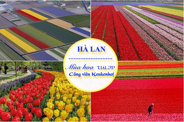 7 triệu bông hoa tulip bung nở ở Hà Lan khiến bạn “đứng ngồi không yên”
