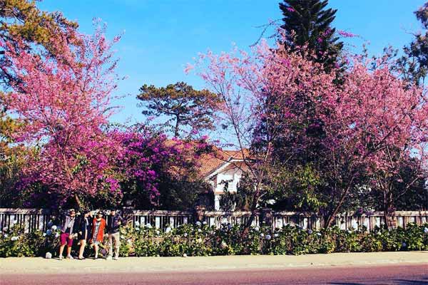 Háo hức hóng tin LỄ HỘI HOA ANH ĐÀO sắp được tổ chức ở Đà Lạt