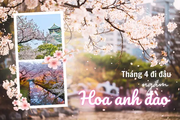 Đi đâu tháng 4 ngắm hoa anh đào nở?