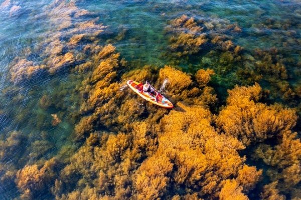 Ngất ngây với vẻ đẹp mùa rong mơ ở Hòn Khô - Quy Nhơn