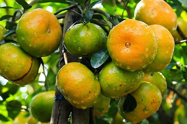 12 miệt vườn trái cây miền Tây nổi tiếng nhất kèm địa chỉ chi tiết