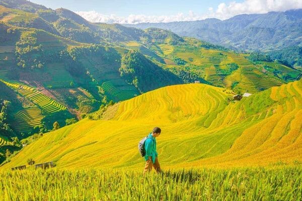 Mù Cang Chải tháng 9–10: Trọn bộ kinh nghiệm du lịch mùa lúa chín đẹp nhất năm