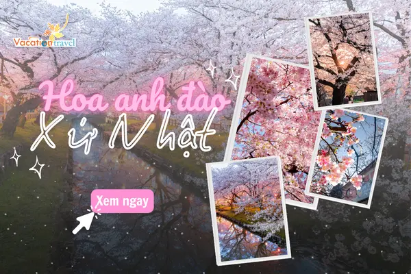 Sự thật ít biết về hoa anh đào xứ Nhật