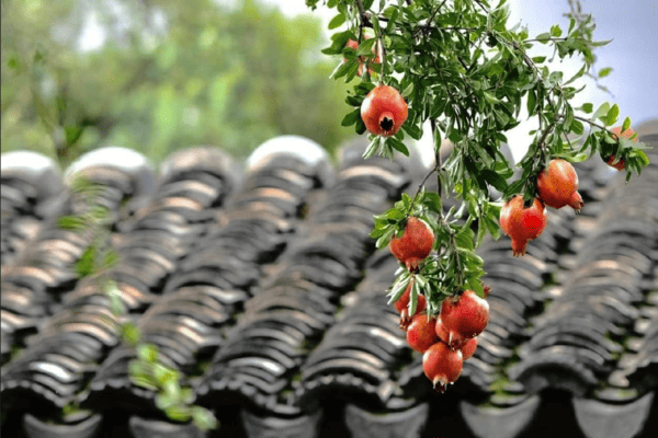 Vì sao người Trung Quốc thích trồng cây lựu trong nhà? Ý nghĩa phong thủy và văn hóa sâu xa