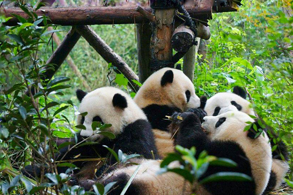 Du lịch Thành Đô – Khám phá trái tim ẩm thực và văn hóa Tứ Xuyên
