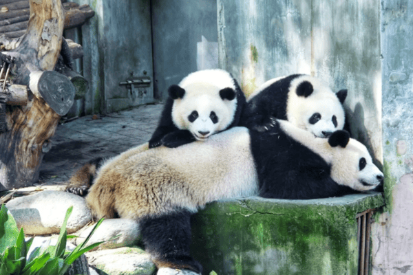 Tour Trùng Khánh – Vũ Long 6N5Đ | Thiên Sinh Tam Kiều – Tiên Nữ Sơn cùng Air China