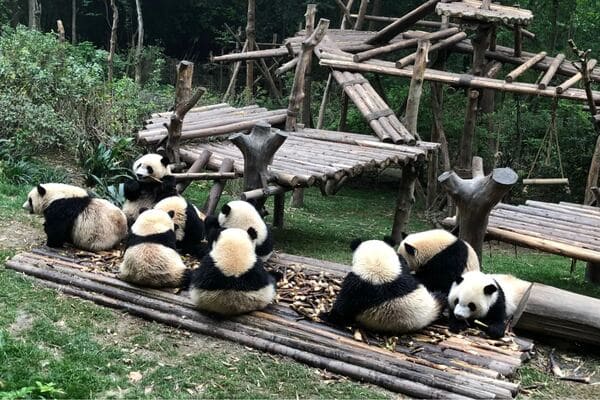 Tour Thành Đô – Cửu Trại Câu 6N5Đ | Vietjet | Khám Phá Lạc Sơn Đại Phật