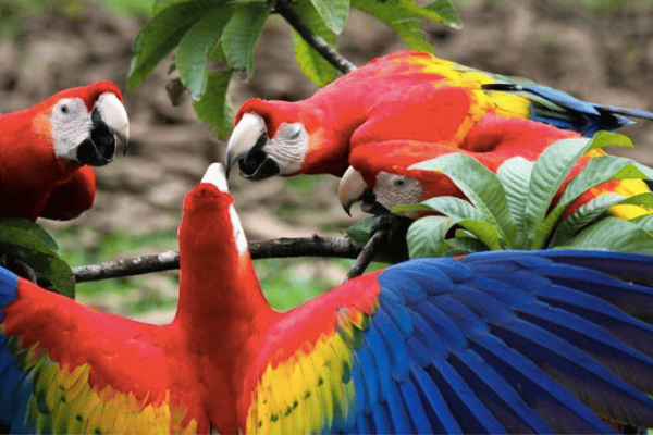 Hành Trình Khám Phá Galapagos & Amazon – Tour Ecuador Peru 14