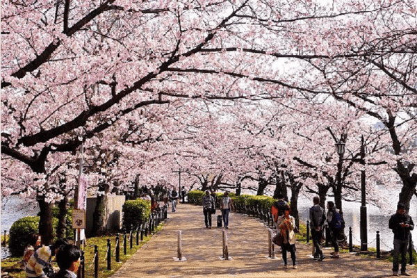 Tour Nhật Bản Mùa Hoa Anh Đào 6N5Đ | Shirakawago – Fuji – Tokyo | Vietnam Airlines 2026