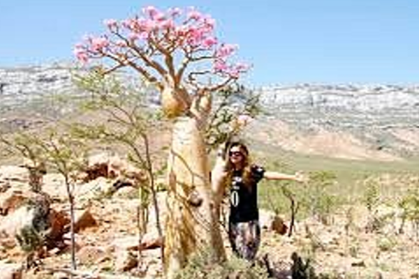 Tour du lich Socotra