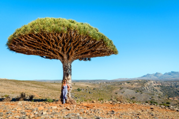Tour du lich Socotra