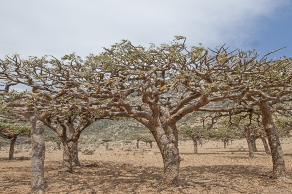 Tour du lich Socotra