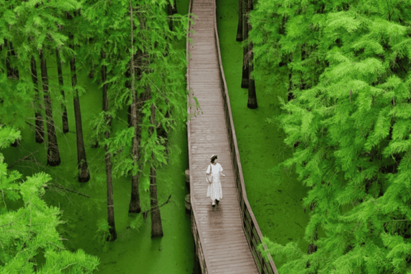 Tour Thượng Hải – Ô Trấn – Hàng Châu – Bắc Kinh 7N6Đ | No Shopping – Ngắm Tuyết | Vacation Travel