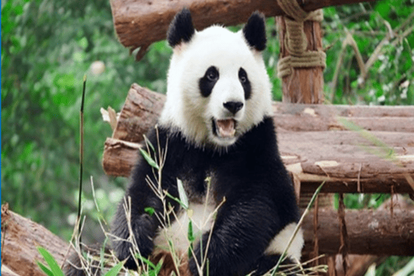 Tour Thành Đô – Cửu Trại Câu 6N5Đ | Trượt Tuyết & Ngắm Cảnh Tuyết | Sichuan Airlines