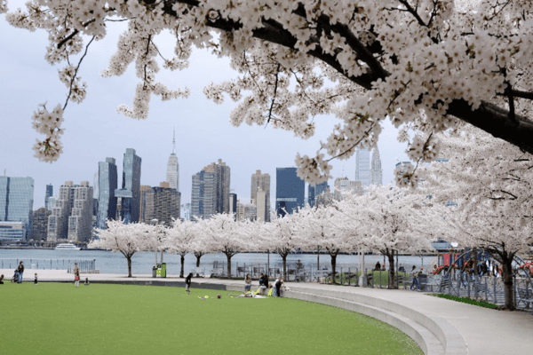 Tour hoa anh đào & Khám phá Bờ Đông Mỹ 2026: New York - Philadelphia - Washington D.C | 7N6Đ