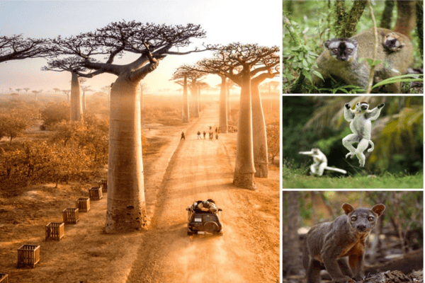 KHÁM PHÁ THIÊN ĐƯỜNG ĐÔNG PHI: SEYCHELLES – MADAGASCAR – MAURITIUS (THỜI GIAN: 14 NGÀY 13 ĐÊM - HÀNG KHÔNG: EMIRATES)