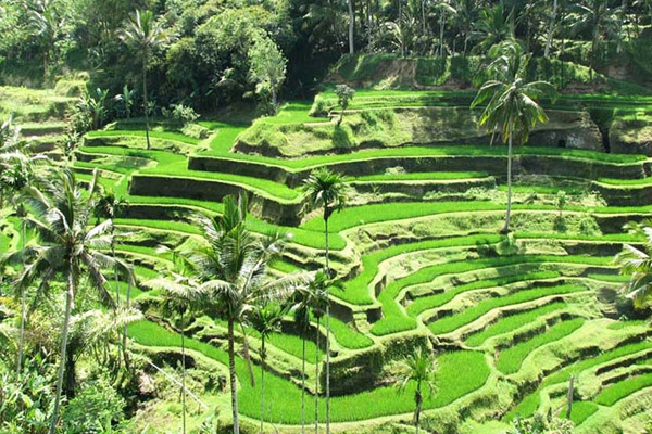 TOUR BALI