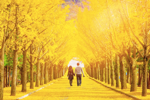 TOUR DU LỊCH HÀN QUỐC MÙA THU [ SEOUL – NAMI – EVERLAND ] (5N4Đ)