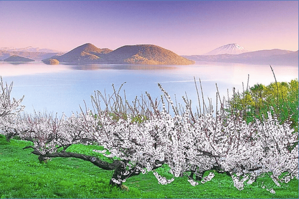 Tour Nhật Bản Mùa Hoa Anh Đào 5N5Đ | Asahikawa – Sapporo