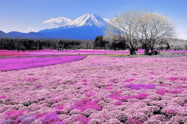 Tour Du Lịch Nhật Bản Mùa Hoa Chi Anh 6N5Đ – Vietnam Airlines | Kobe, Osaka, Kyoto, Fuji, Tokyo
