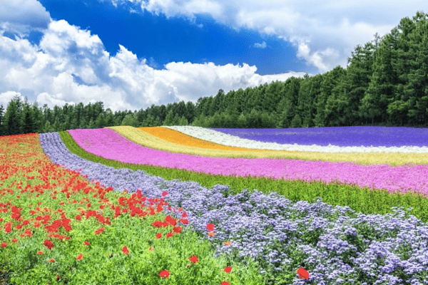 Tour Hokkaido 6N6Đ Mùa Hè: Noboribetsu – Sapporo – Asahikawa | Bay Japan Airlines 5*