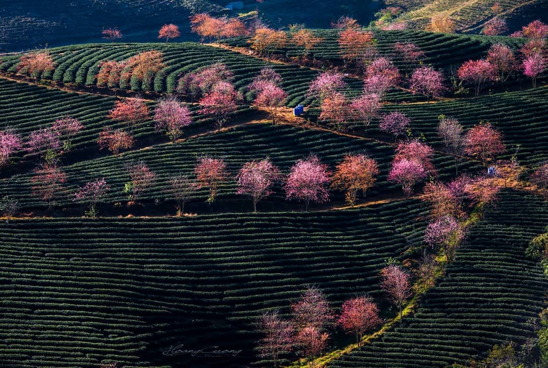 Du lịch Sapa Tết Nguyên Đán